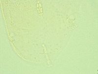 Pilatobius iltisi image