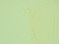 Pilatobius iltisi image