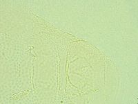 Pilatobius iltisi image