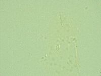 Pilatobius iltisi image