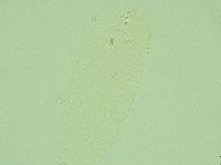 Pilatobius iltisi image