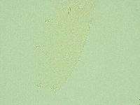 Pilatobius iltisi image