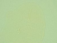 Pilatobius iltisi image