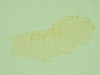 Pilatobius iltisi image