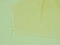 Pilatobius iltisi image
