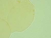 Pilatobius iltisi image