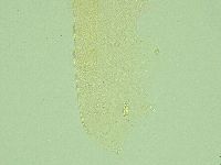 Pilatobius iltisi image