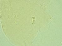 Pilatobius iltisi image