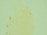 Pilatobius iltisi image