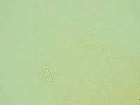 Pilatobius iltisi image