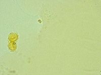 Pilatobius iltisi image