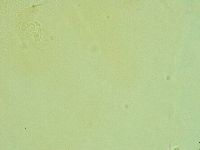 Pilatobius iltisi image