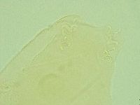 Pilatobius iltisi image