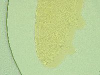 Pilatobius iltisi image