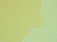 Pilatobius iltisi image