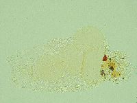 Pilatobius iltisi image