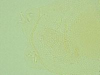 Pilatobius iltisi image
