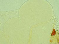 Pilatobius iltisi image