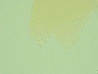 Pilatobius iltisi image