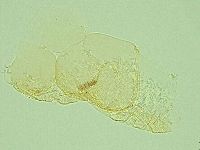 Pilatobius iltisi image