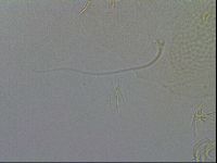Pilatobius iltisi image