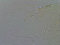 Pilatobius iltisi image