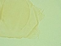 Pilatobius iltisi image