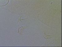 Pilatobius iltisi image