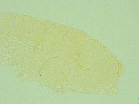 Pilatobius iltisi image