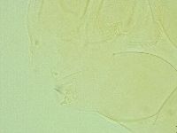 Pilatobius iltisi image