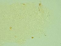 Pilatobius iltisi image