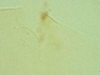 Pilatobius iltisi image