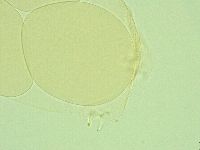 Pilatobius iltisi image