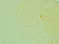 Pilatobius iltisi image