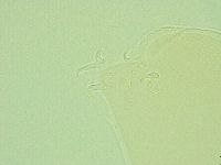 Pilatobius iltisi image