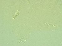 Pilatobius iltisi image