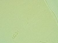 Pilatobius iltisi image