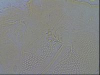 Pilatobius iltisi image