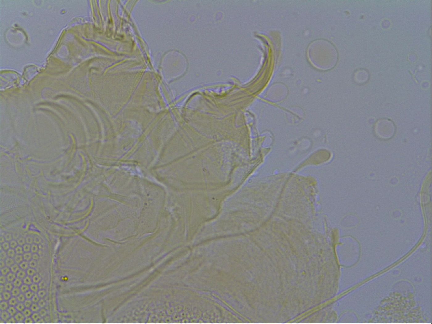 Pilatobius iltisi image