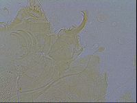 Pilatobius iltisi image