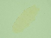 Pilatobius iltisi image