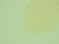 Pilatobius iltisi image