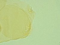 Pilatobius iltisi image