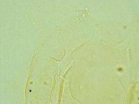 Pilatobius iltisi image