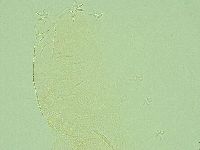 Pilatobius iltisi image