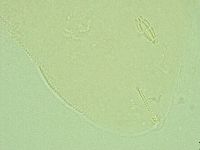 Pilatobius iltisi image