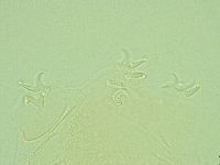 Pilatobius iltisi image