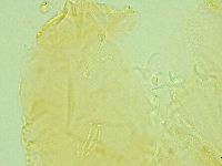 Pilatobius iltisi image