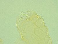 Pilatobius iltisi image