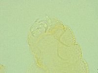 Pilatobius iltisi image